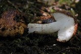 Austroboletus rarus image