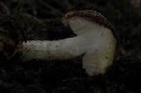 Austroboletus rarus image