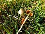 Conocybe apala image