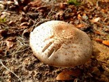 Agaricus alligator image