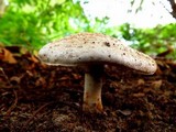 Agaricus alligator image