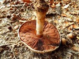 Agaricus alligator image