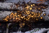 Lachnellula arida image