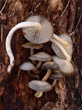 Mycena overholtsii image