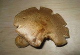 Gymnopilus ventricosus image