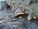 Fomitopsis schrenkii image