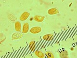 Hygrophorus purpurascens image