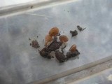 Monilinia johnsonii image