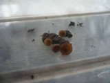 Monilinia johnsonii image