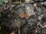 Monilinia johnsonii image