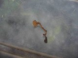 Monilinia johnsonii image