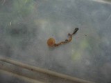 Monilinia johnsonii image