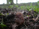 Verpa conica image