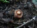 Verpa conica image