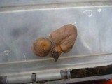 Verpa conica image