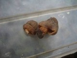 Verpa conica image