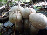 Leccinum duriusculum image