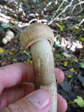 Leccinum duriusculum image