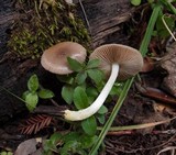 Bolbitius reticulatus image