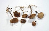 Deconica xeroderma image
