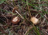 Deconica xeroderma image
