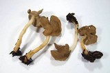 Helvella compressa image