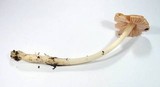 Hygrocybe calyptriformis var. calyptriformis image