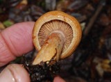 Lactarius rubrilacteus image