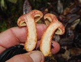 Lactarius rubrilacteus image
