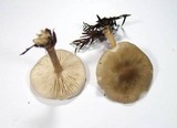 Melanoleuca melaleuca image