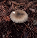 Melanoleuca melaleuca image