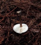 Melanoleuca melaleuca image