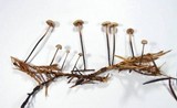 Micromphale sequoiae image