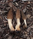 Morchella importuna image