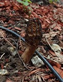 Morchella importuna image