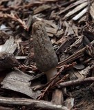 Morchella importuna image