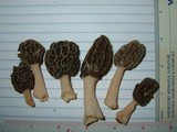 Morchella diminutiva image