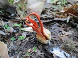 Pseudocolus fusiformis image