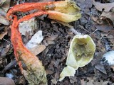Pseudocolus fusiformis image