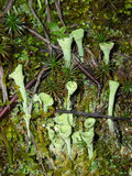 Cladonia chlorophaea image