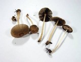 Parasola auricoma image
