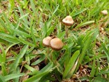 Panaeolus subbalteatus image
