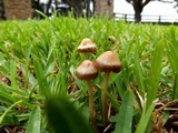 Panaeolus subbalteatus image