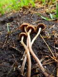 Panaeolus subbalteatus image