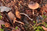 Cortinarius helobius image