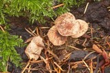 Gymnopus subnudus image