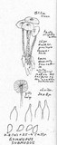 Gymnopus subnudus image