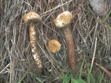Tulostoma volvulatum image