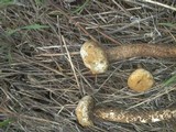 Tulostoma volvulatum image