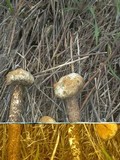 Tulostoma volvulatum image